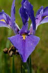 Giant blue iris